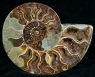 Beautiful Split Ammonite (Half) #6884-1